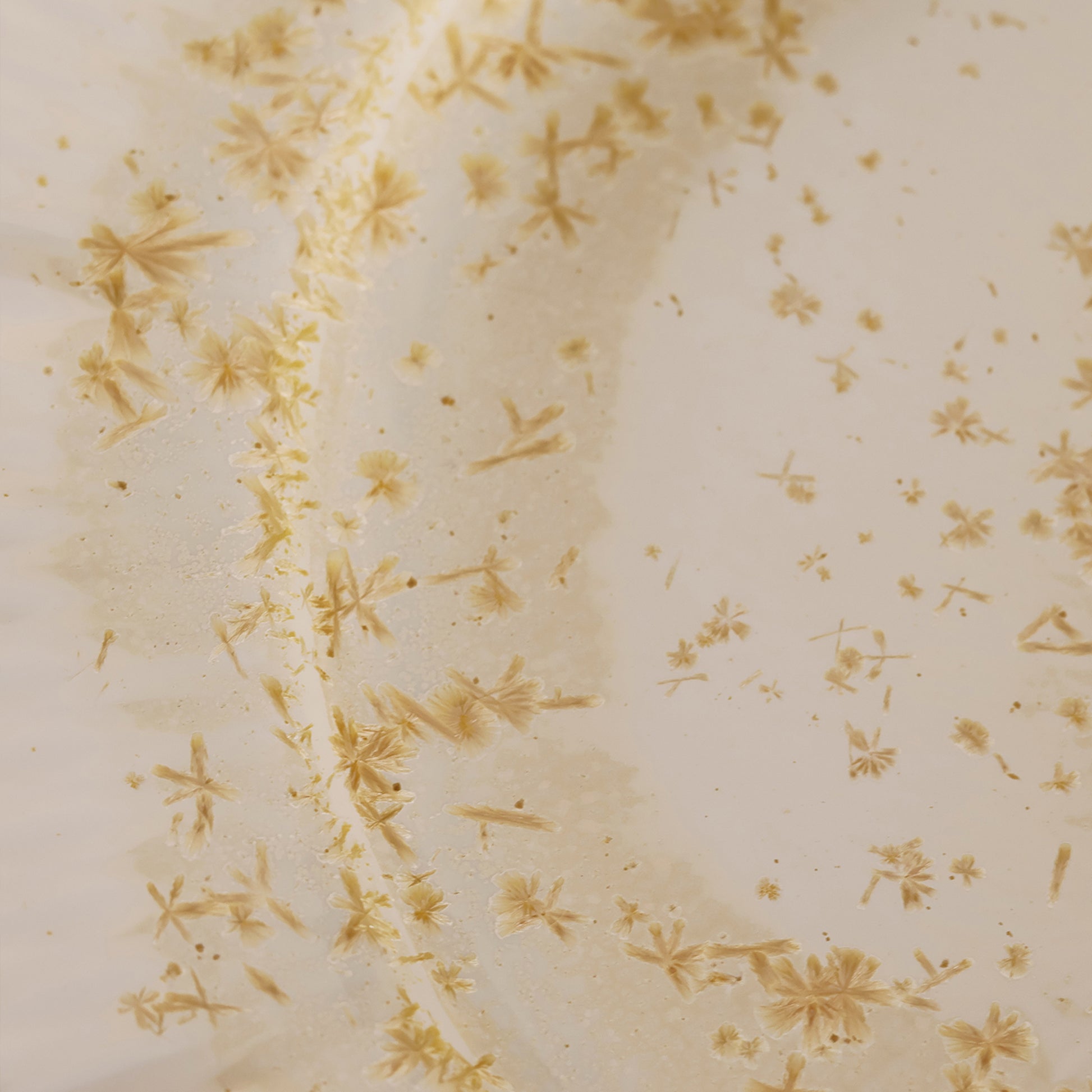 Golden Osmanthus | Handmade Ceramic Crystalline Glaze Dinner Plate with Floral Rim - Je t'aime Resolute