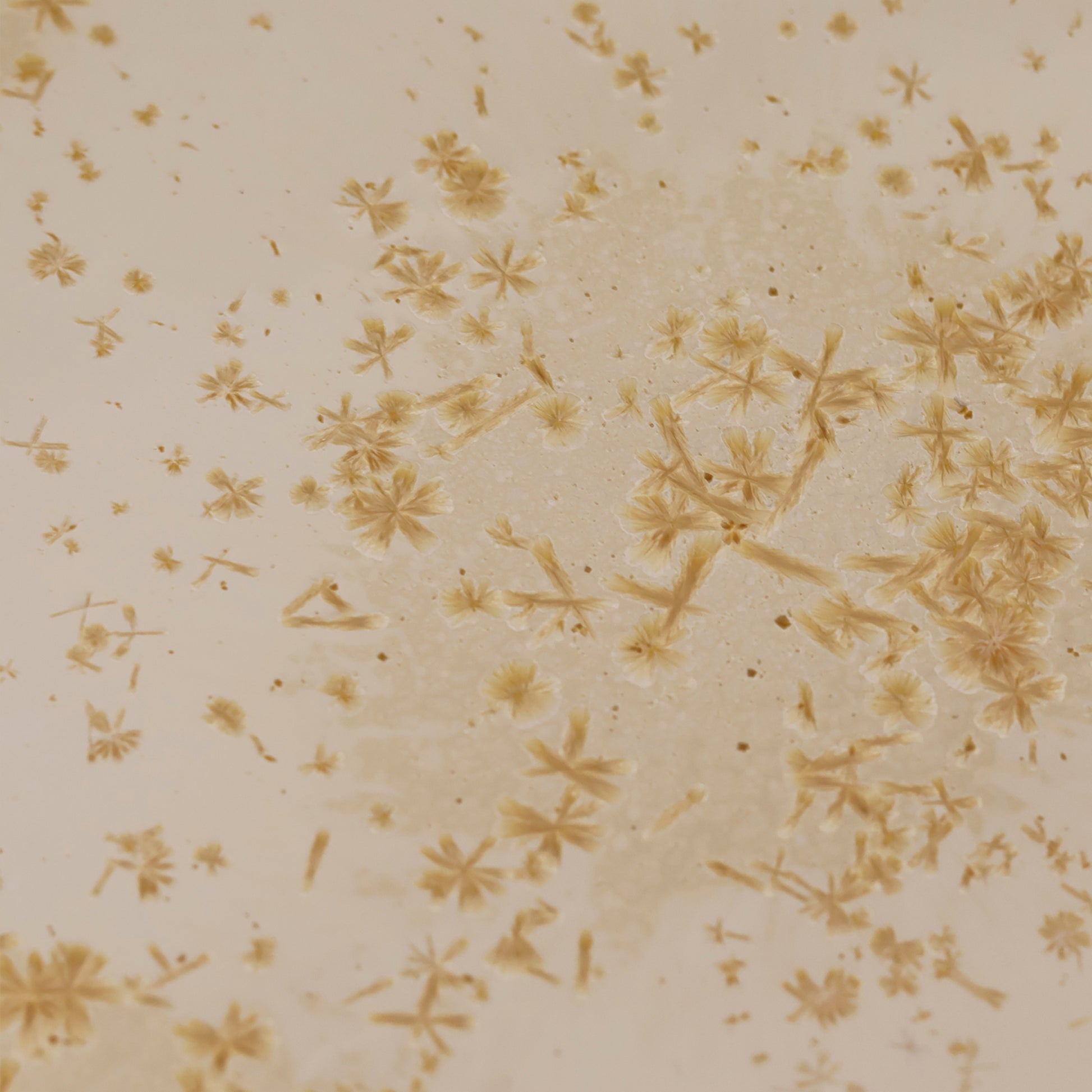 Golden Osmanthus | Handmade Ceramic Crystalline Glaze Dinner Plate with Floral Rim - Je t'aime Resolute